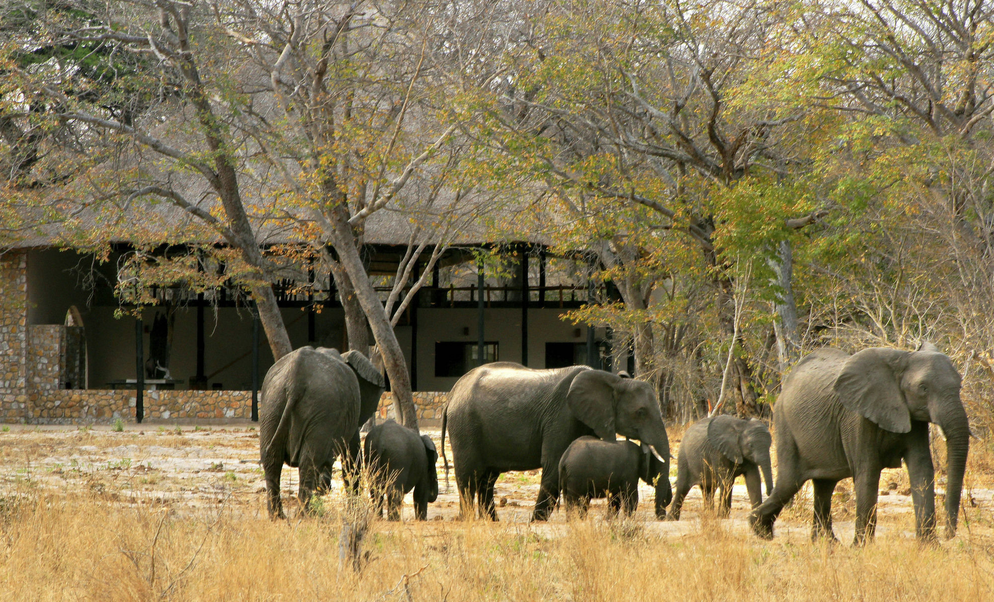 Gwango Elephant Lodge Dete Exterior photo